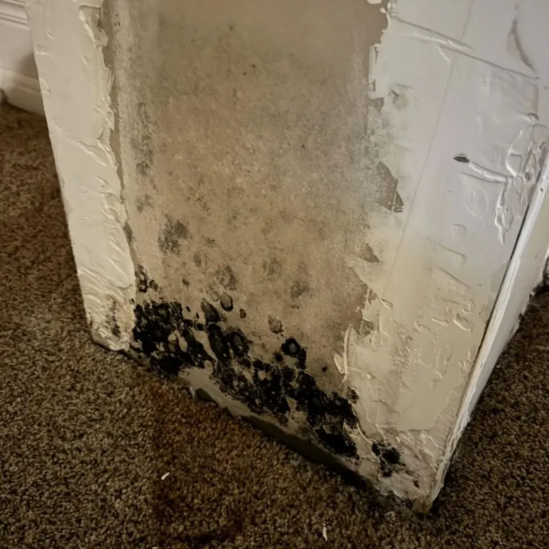 Professional Mold Removal in Fulton, KY